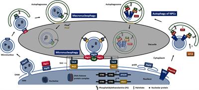 Autophagy of the Nucleus in Health and Disease